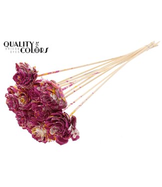 QC Shola Dhaliya 6cm on stem Multicolour Cerise | Per 50 stuks