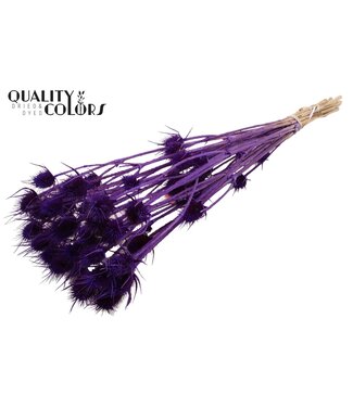 QC Cardi Distel Bleached 10pc/bunch 55cm Purple ( x 15 )