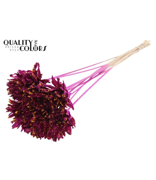 Shola Slice Pine 6cm on stem Splashed Lilac/Yellow ( x 50 )