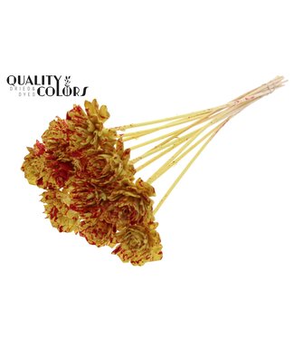 QC Shola Dhaliya 6cm on stem Splashed Yellow/Red ( x 50 )