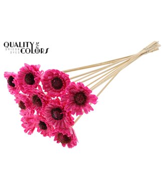 QC Shola Daisy Sunflower 6cm on stem Wax Cerise | Per 50 stuks