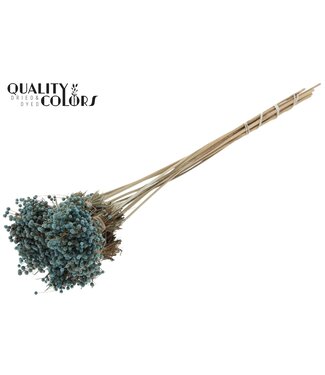 QC Mini Button Posy on stem Light Blue | Per 50 stuks