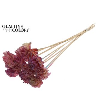 QC Shola Karnish Flower 6cm on stem Gradient Pink | Per 50 stuks