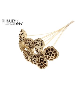 QC Lotus 5-7cm on stem Antique Gold ( x 50 )