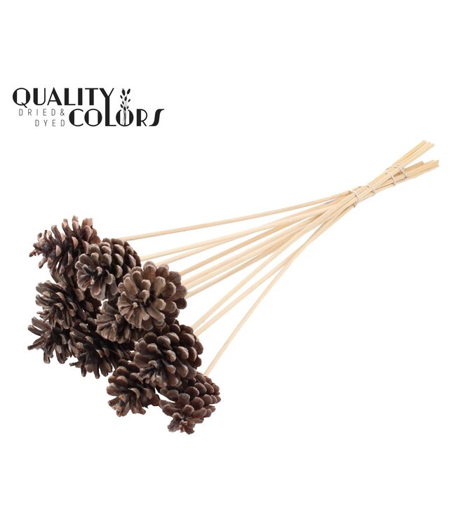 Pine cone 5-7cm on stem Frosted White ( x 150 )