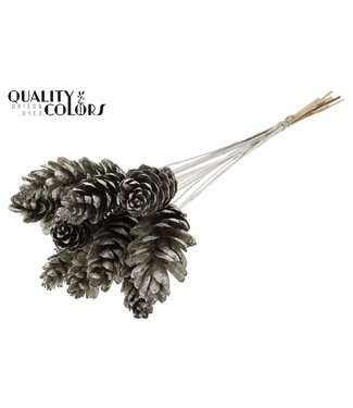 QC Strobus 10-15cm on stem Platina | Per 50 stuks