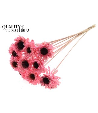 QC Shola Daisy Sunflower 6cm on stem Light Pink | Per 50 stuks