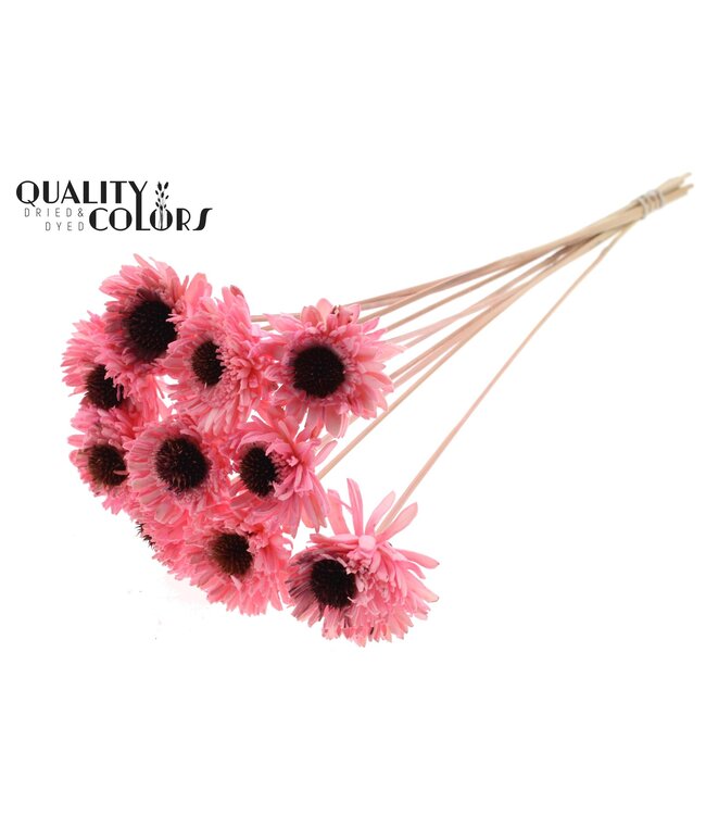 Shola Daisy Sunflower 6cm on stem Light Pink ( x 50 )