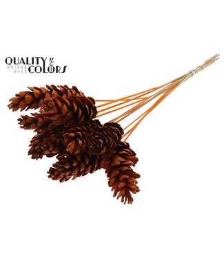 QC Strobus 10-15cm on stem Orange | Per 50 stuks