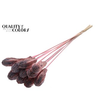 QC Mehogani on stem Frosted Light Pink | Per 50 stuks