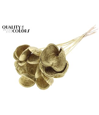 QC Badam on stem Gold ( x 50 )