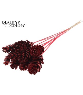 QC Strobus 10-15cm on stem Red | Per 50 stuks