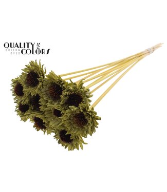 QC Shola Daisy Sunflower 6cm on stem Olive ( x 50 )
