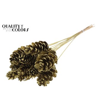 QC Strobus 10-15cm on stem Gold | Per 50 stuks