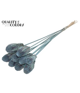 QC Mehogani on stem Frosted Light Blue | Per 50 stuks