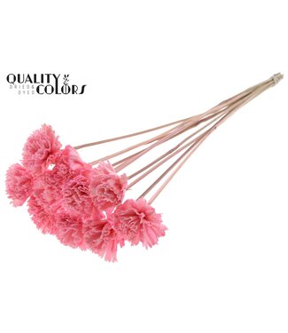 QC Shola Karnish Flower 6cm on stem Light Pink | Per 50 stuks