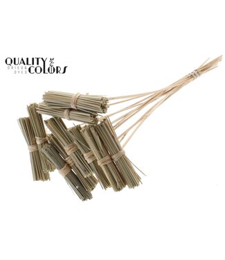 QC Kore Posy on stem Natural | Per 50 stuks