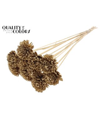 QC Shola Zinia 6cm on stem Antique Gold ( x 50 )