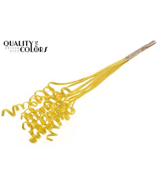 QC Cane Spring on stem Covered Yellow ( x 50 )