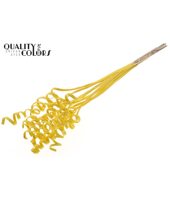 Cane Spring on stem Covered Yellow ( x 50 )