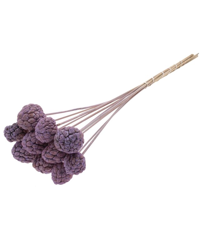 Atta Fruit on stem Frosted Milka ( x 50 )