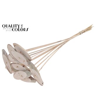 QC Wood oval Slice on stem Frosted White ( x 50 )