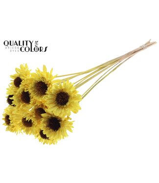 QC Shola Daisy Sunflower 6cm on stem Yellow | Per 50 stuks