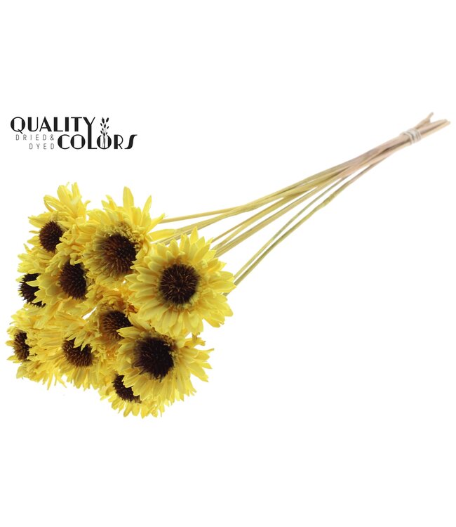 Shola Daisy Sunflower 6cm on stem Yellow ( x 50 )