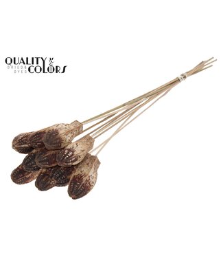 QC Mehogani on stem Natural | Per 50 stuks