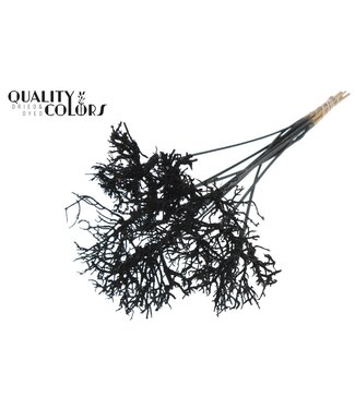 QC Dry Tree on stem Black | Per 50 stuks