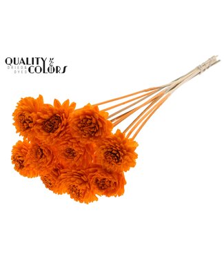 QC Shola Zinia 6cm on stem Orange ( x 50 )