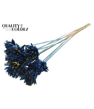 QC Shola Slice Pine 6cm on stem Splashed Blue/Yellow ( x 50 )