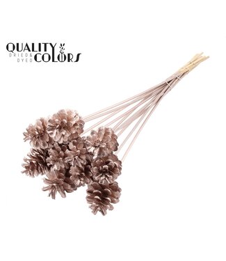 QC Pine cone 5-7cm on stem Champagne ( x 150 )