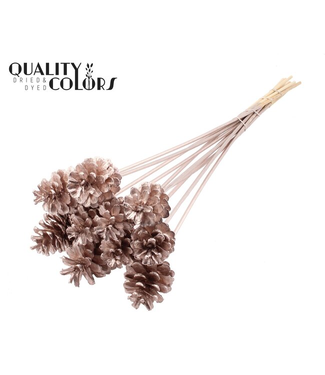 Pine cone 5-7cm on stem Champagne ( x 150 )