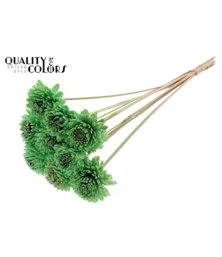QC Shola Zinia 6cm on stem Mint Green | Per 50 stuks