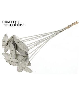 QC Wood oval Slice on stem Platina | Per 50 stuks