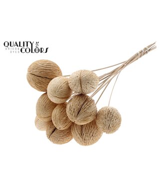 QC Mintola Ball on stem Bleached | Per 50 stuks