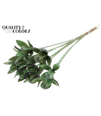 QC Wild Lilly on stem Frosted Mint Green | Per 50 stuks