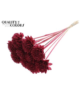 QC Shola Zinia 6cm on stem Burgundy ( x 50 )