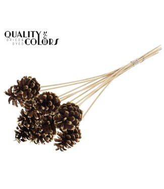 QC Pine cone 5-7cm on stem Antique Gold Tipped | Per 50 stuks