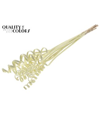 QC Cane Spring on stem Covered Creme | Per 50 stuks