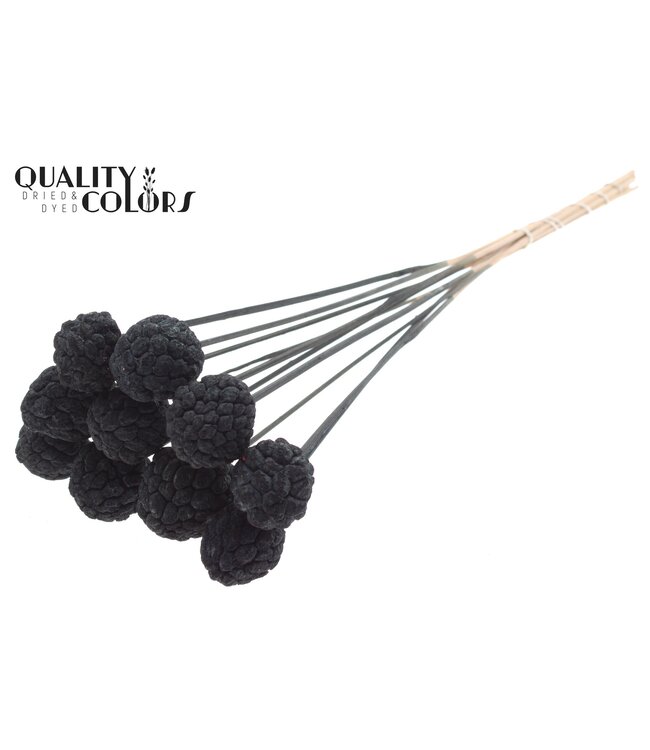 Atta Fruit on stem Black ( x 50 )