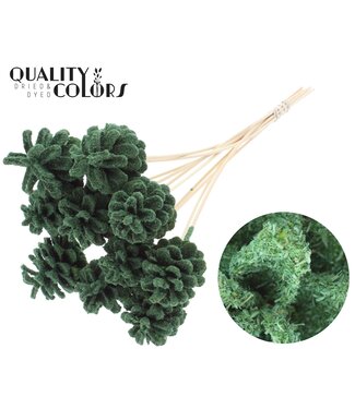 QC Pine cone 5-7cm on stem Sawdust Green | Per 50 stuks