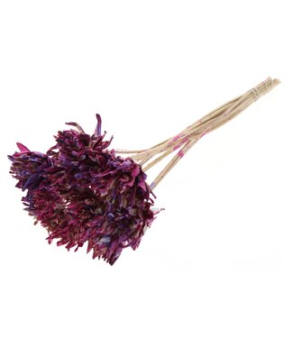 QC Shola Slice Pine 6cm on stem Multicolour Cerise/Milka | Per 50 stuks