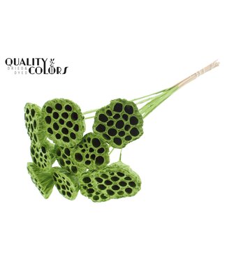 QC Lotus 5-7cm on stem Covered Light Green ( x 50 )