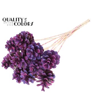 QC Pine cone 5-7cm on stem Multicolour Milka | Per 50 stuks