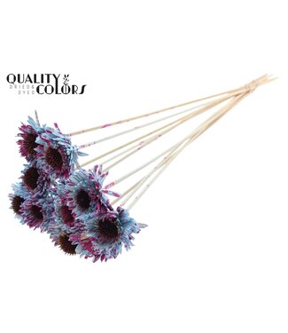 QC Shola Daisy Sunflower 6cm on stem Splashed Light Blue/Cerise ( x 50 )