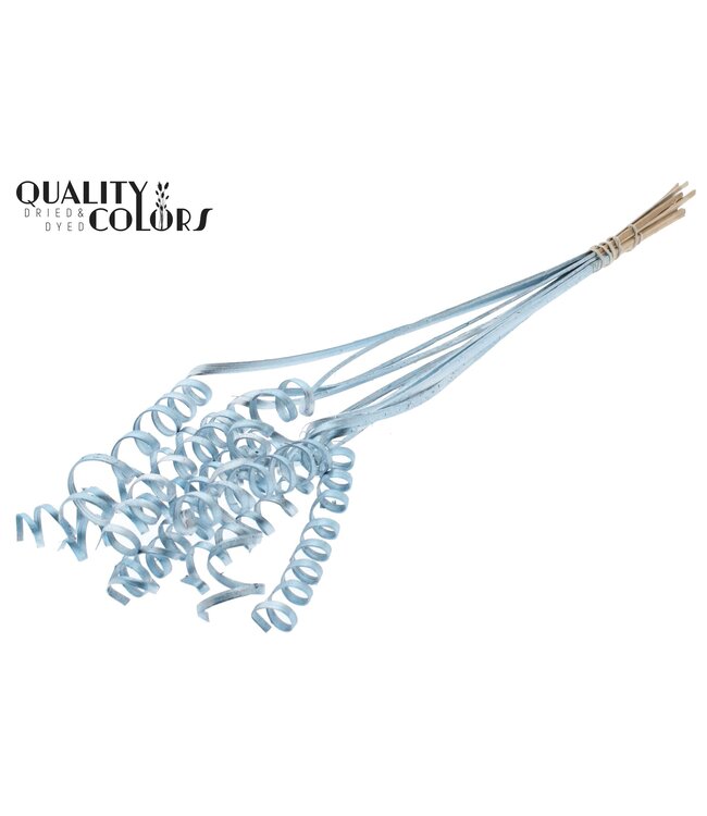 Cane Spring on stem Metallic Blue ( x 50 )