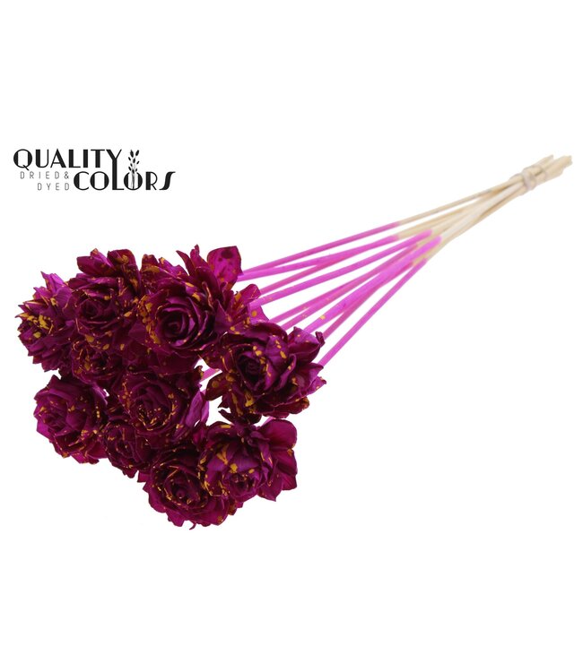 Shola Dhaliya 6cm on stem Splashed Lilac/Yellow ( x 50 )