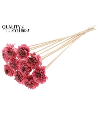 QC Shola Zinia 6cm on stem Wax Light Pink | Per 50 stuks